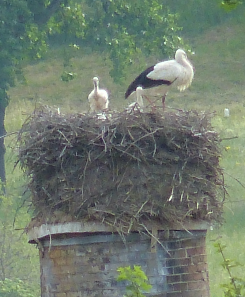 Storchennachwuchs in Kradolf